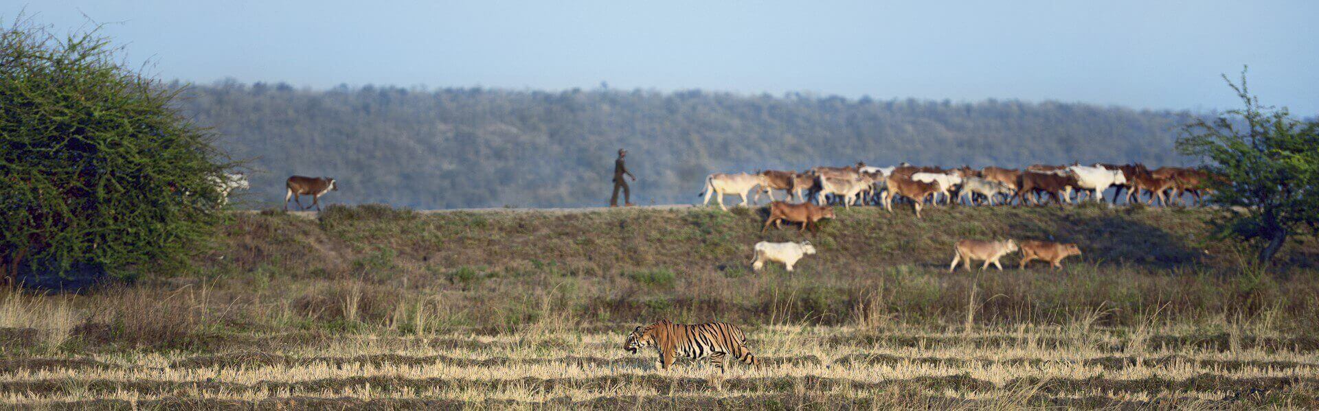 Tiger and cattle Tadoba